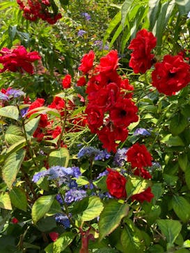 横浜イングリッシュガーデンに投稿された画像（2024/6/5）