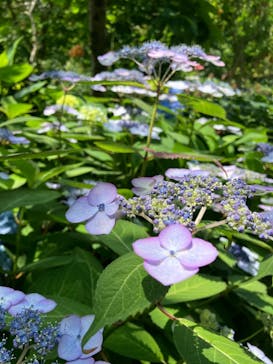 横浜イングリッシュガーデンに投稿された画像（2024/6/5）