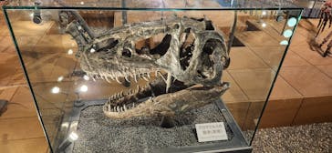 福井県立恐竜博物館に投稿された画像（2024/6/5）