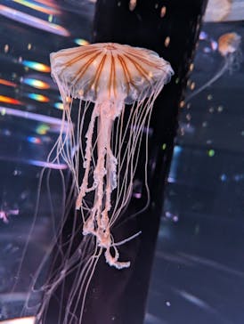 マクセル アクアパーク品川に投稿された画像（2024/6/5）