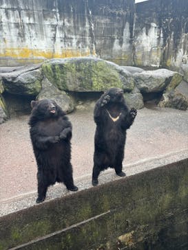 奥飛騨クマ牧場に投稿された画像（2024/6/5）