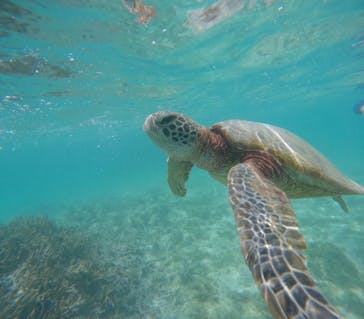 宮古島 ADVENTURE PiPi（ミヤコジマ アドベンチャー ピピ）に投稿された画像（2024/6/5）