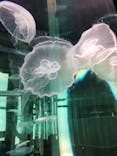 DMMかりゆし水族館に投稿された画像（2024/6/5）