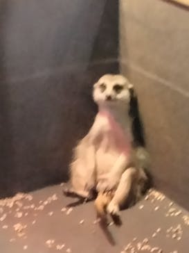 DMMかりゆし水族館に投稿された画像（2024/6/5）