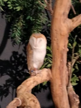 DMMかりゆし水族館に投稿された画像（2024/6/5）