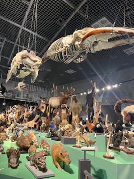 特別展「大哺乳類展３－わけてつなげて大行進」に投稿された画像（2024/6/5）