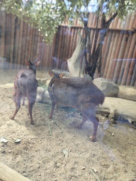 神戸どうぶつ王国に投稿された画像（2024/6/5）