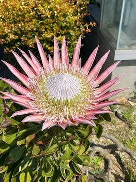 浜名湖花博2024に投稿された画像（2024/6/5）