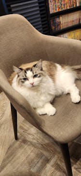 猫カフェモカ　渋谷公園通り店に投稿された画像（2024/6/5）