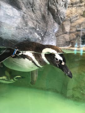 しながわ水族館に投稿された画像（2024/6/5）