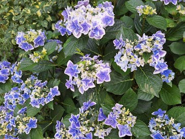 横浜イングリッシュガーデンに投稿された画像（2024/6/5）