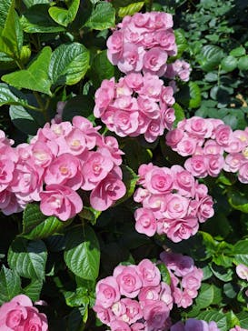 横浜イングリッシュガーデンに投稿された画像（2024/6/5）