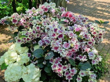 横浜イングリッシュガーデンに投稿された画像（2024/6/5）