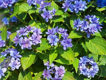 横浜イングリッシュガーデンに投稿された画像（2024/6/5）