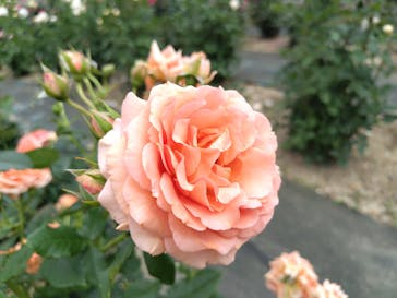 万博記念公園に投稿された画像（2024/6/5）