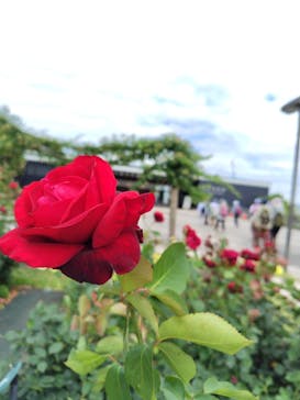 万博記念公園に投稿された画像（2024/6/5）