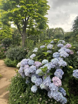 横浜イングリッシュガーデンに投稿された画像（2024/6/5）