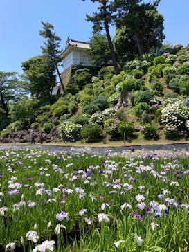 小田原城に投稿された画像（2024/6/6）