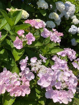 小田原城に投稿された画像（2024/6/6）