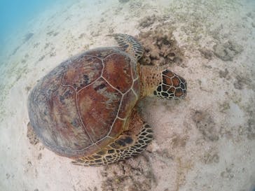 宮古島マリンショップSmileyに投稿された画像（2024/6/6）