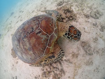 宮古島マリンショップSmileyに投稿された画像（2024/6/6）