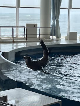 アクアワールド茨城県大洗水族館に投稿された画像（2024/6/6）