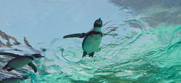 天王寺動物園に投稿された画像（2024/6/6）