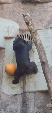 天王寺動物園に投稿された画像（2024/6/6）