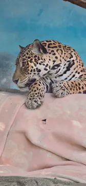 天王寺動物園に投稿された画像（2024/6/6）