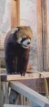 天王寺動物園に投稿された画像（2024/6/6）