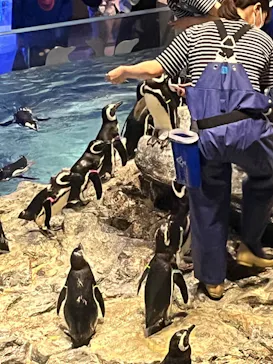 すみだ水族館に投稿された画像（2024/6/6）