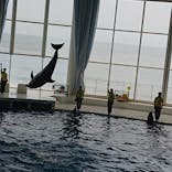 アクアワールド茨城県大洗水族館に投稿された画像（2024/6/6）