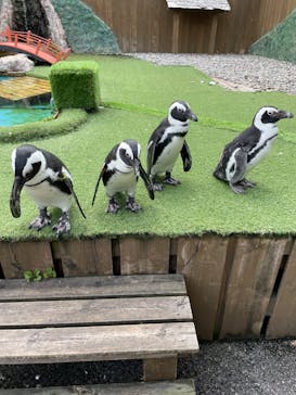 おさるランド＆アニタウン　日光さる軍団劇場に投稿された画像（2024/6/6）