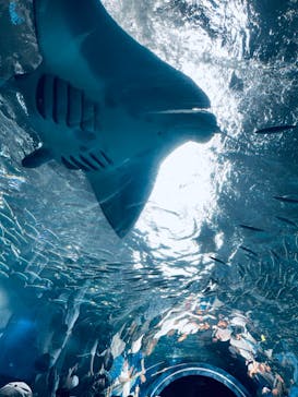 マクセル アクアパーク品川に投稿された画像（2024/6/6）