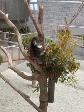 淡路ファームパーク イングランドの丘に投稿された画像（2024/6/6）