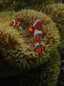 宮古島マリンショップSmileyに投稿された画像（2024/6/6）