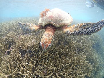 宮古島マリンショップSmileyに投稿された画像（2024/6/6）