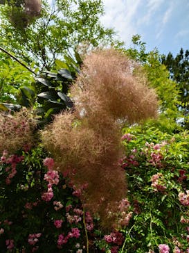 浜名湖花博2024に投稿された画像（2024/6/6）