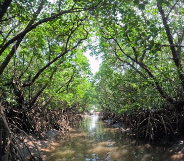 西表島 ADVENTURE PiPi（アドベンチャーピピ）に投稿された画像（2024/6/6）