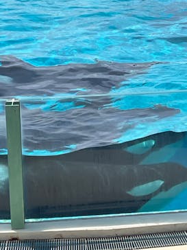 鴨川シーワールドに投稿された画像（2024/6/6）