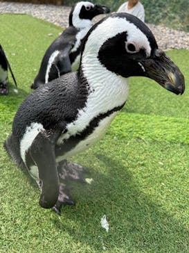 おさるランド＆アニタウン　日光さる軍団劇場に投稿された画像（2024/6/6）