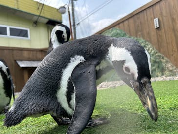 おさるランド＆アニタウン　日光さる軍団劇場に投稿された画像（2024/6/6）