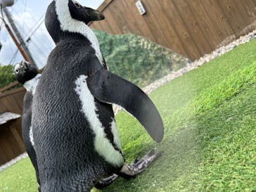 おさるランド＆アニタウン　日光さる軍団劇場に投稿された画像（2024/6/6）