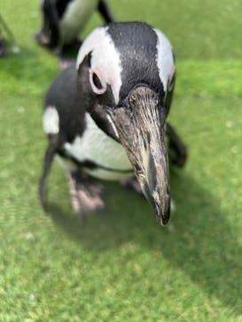 おさるランド＆アニタウン　日光さる軍団劇場に投稿された画像（2024/6/6）