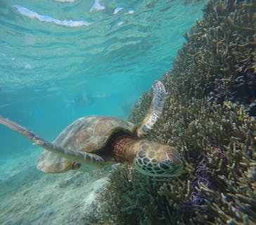 宮古島 ADVENTURE PiPi（ミヤコジマ アドベンチャー ピピ）に投稿された画像（2024/6/6）