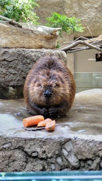 神戸どうぶつ王国に投稿された画像（2024/6/6）