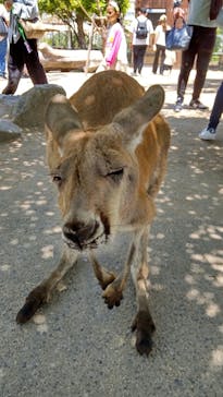 神戸どうぶつ王国に投稿された画像（2024/6/6）