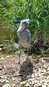 神戸どうぶつ王国に投稿された画像（2024/6/6）