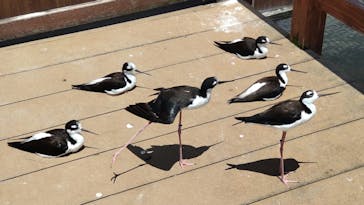 神戸どうぶつ王国に投稿された画像（2024/6/6）