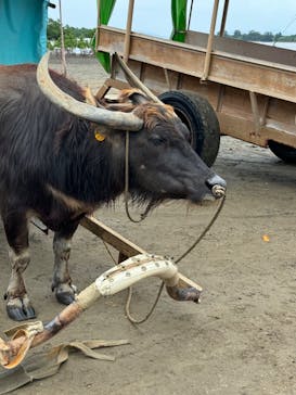 西表島 ADVENTURE PiPi（アドベンチャーピピ）に投稿された画像（2024/6/6）